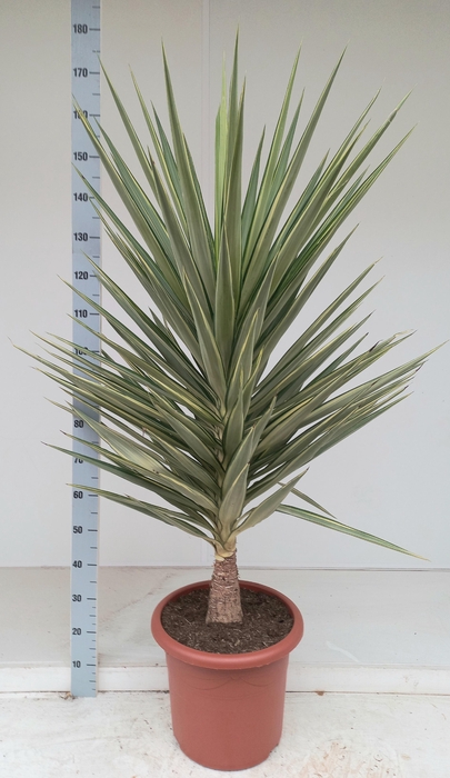 <h4>YUCCA JEWEL</h4>