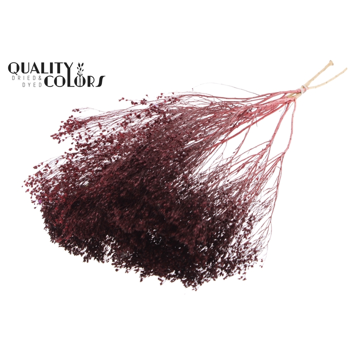 <h4>Broom Bloom p/bunch in poly Burgundy</h4>