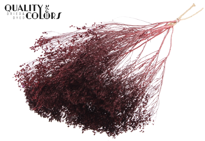 Broom Bloom p/bunch in poly Burgundy