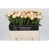Paeonia In Full Sail