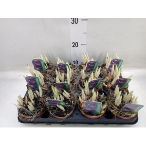 Crocus vernus 'Flower Record'