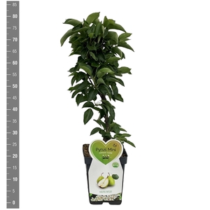 Peer Dwergfruit - Mini-peer 5 liter