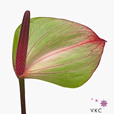 Anthurium jaguar green