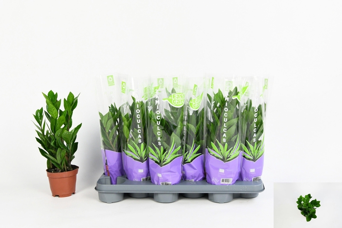 <h4>ZAMIO ZAMIIFOLIA</h4>