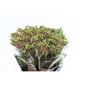 Fr Du Expression Cerise Red