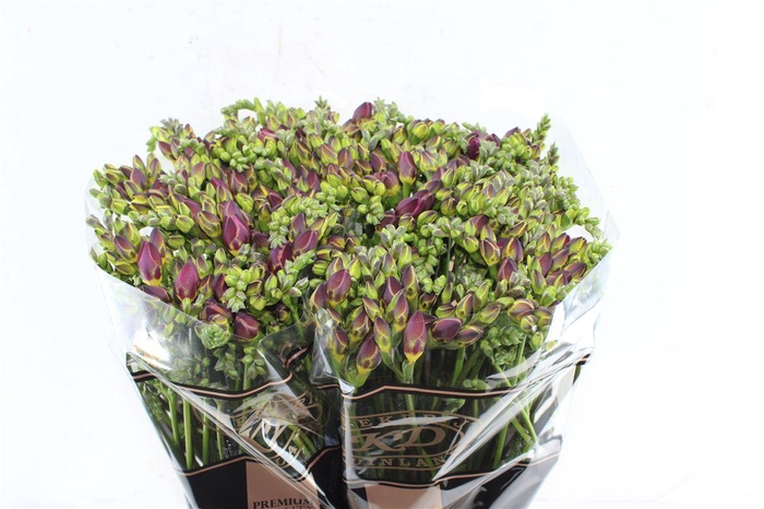 <h4>Fr Du Expression Cerise Red</h4>