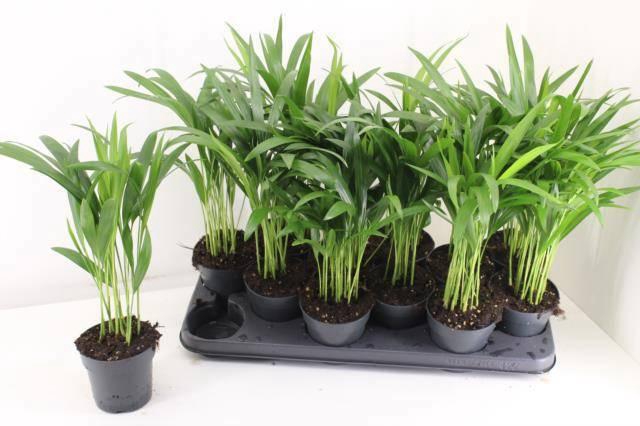 <h4>DYPSIS LUTESCENS</h4>