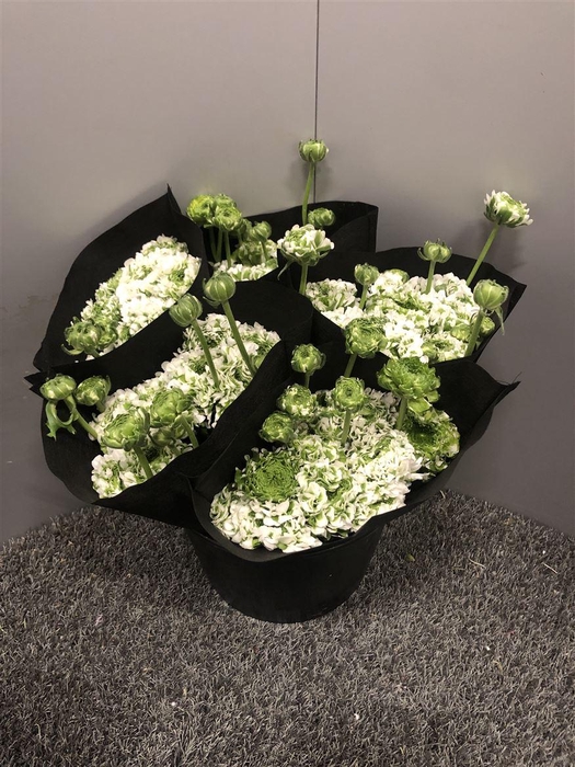 <h4>Ran Pon Igloo Sup</h4>