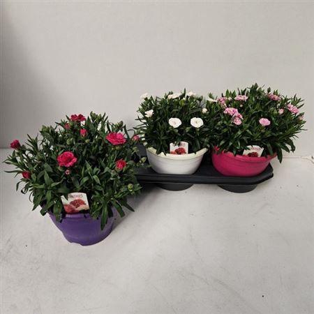 <h4>Dian Osc Gem</h4>