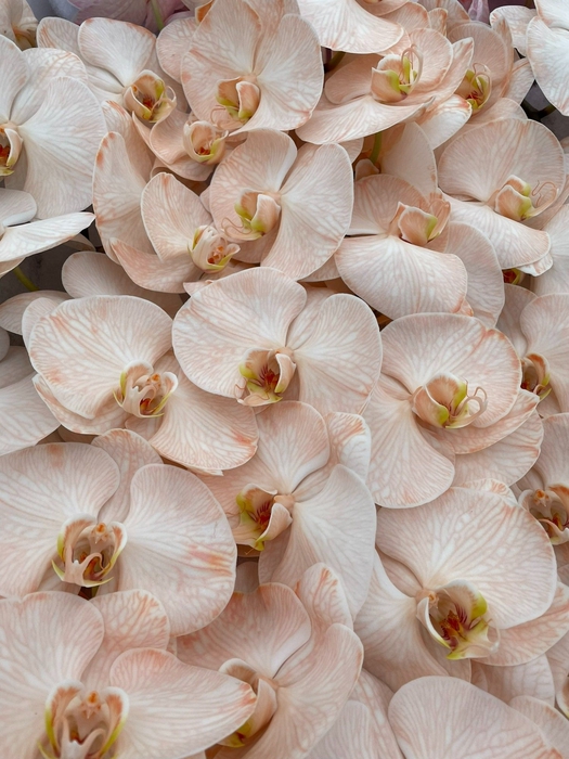 <h4>Phalaenopsis Coloured Peach</h4>