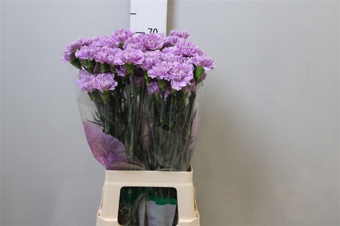 <h4>Di St Moonaqua</h4>