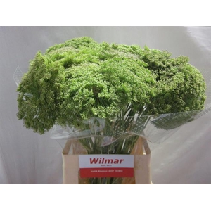 AMMI VIS GREEN