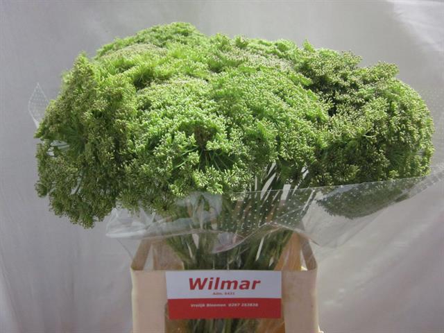 AMMI VIS GREEN
