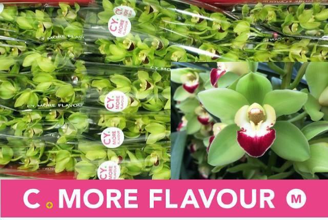 <h4>CYMB MI GREEN ROCK</h4>