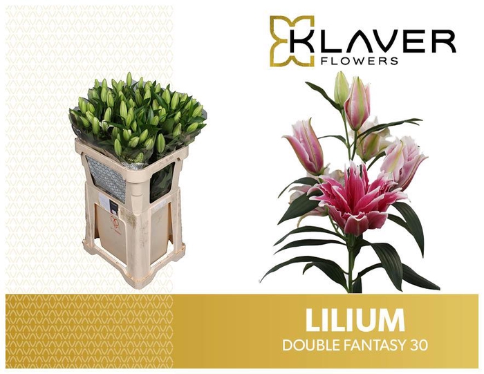 <h4>LI OR DU DO FANTASY</h4>