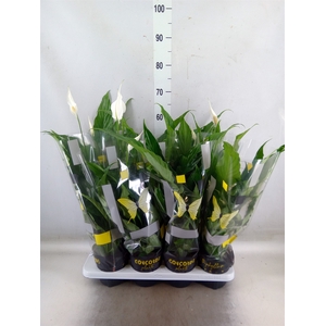 Spathiphyllum  'Sweet Chico'