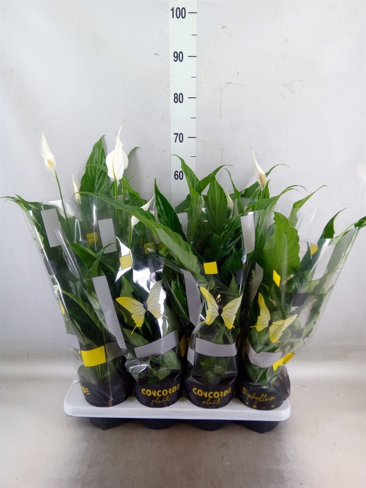 <h4>Spathiphyllum  'Sweet Chico'</h4>