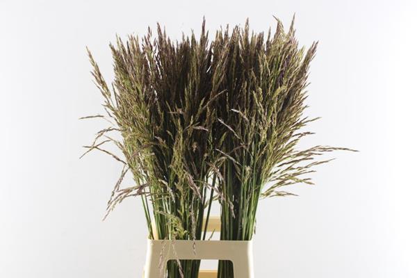 <h4>Panicum Mi Umbrella</h4>