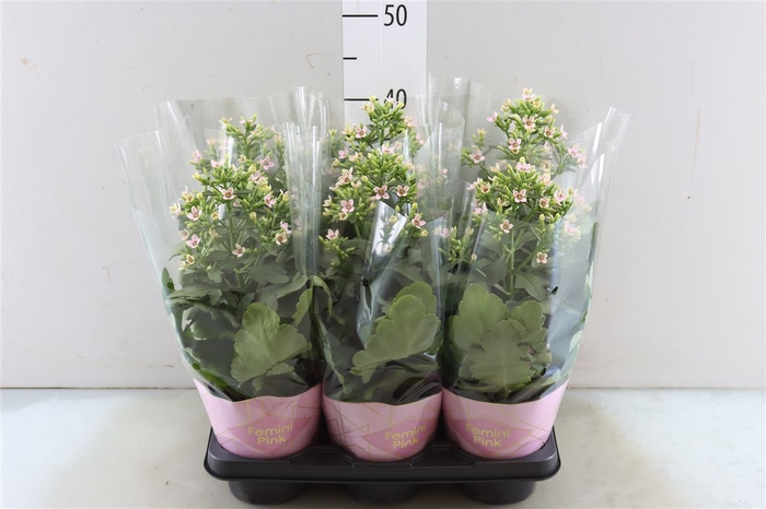 Kalanchoe Femini Pink