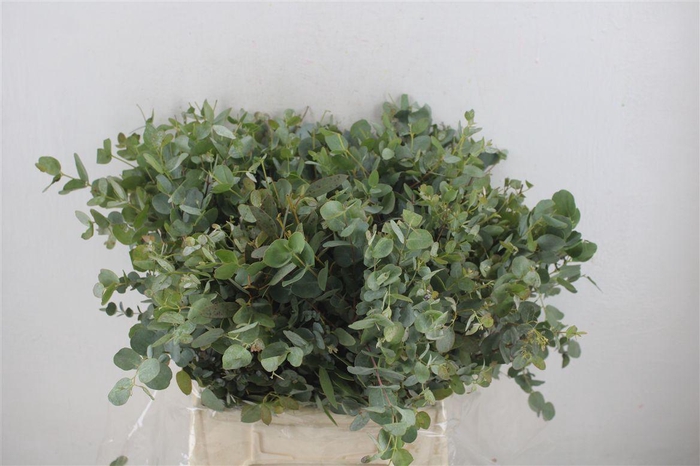 <h4>Euca Gunny Short 150gr P Bunch</h4>
