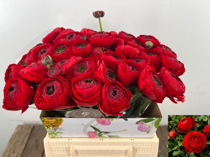 <h4>RAN SU TANGO</h4>