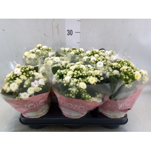 Kalanchoe blos. 'Deco Tweed'