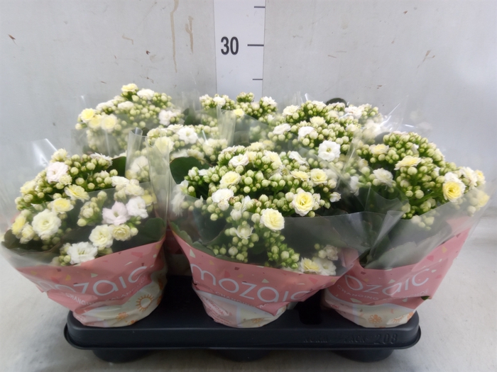 <h4>Kalanchoe blos. 'Deco Tweed'</h4>