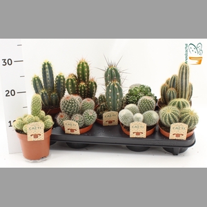 CACTUS GEM