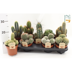 CACTUS GEM