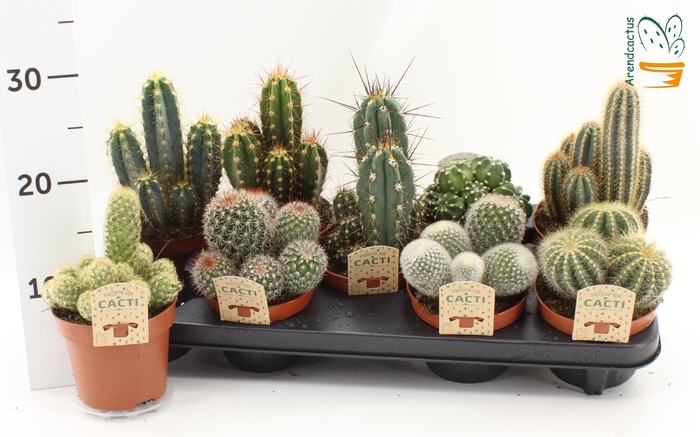 <h4>CACTUS GEM</h4>
