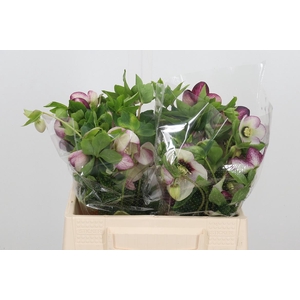 Helleb Queens Picote