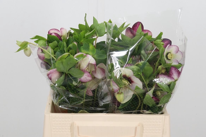 <h4>Helleb Queens Picote</h4>