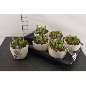 * Arr Ptnp4474 Ei Keramiek & Narcis Tete A Tete