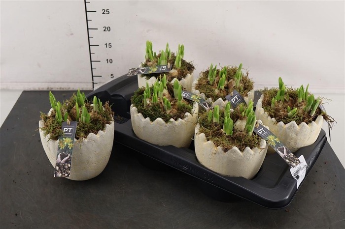 <h4>* Arr Ptnp4474 Ei Keramiek & Narcis Tete A Tete</h4>