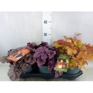 Heuchera  'Indian Summer'   ...mix