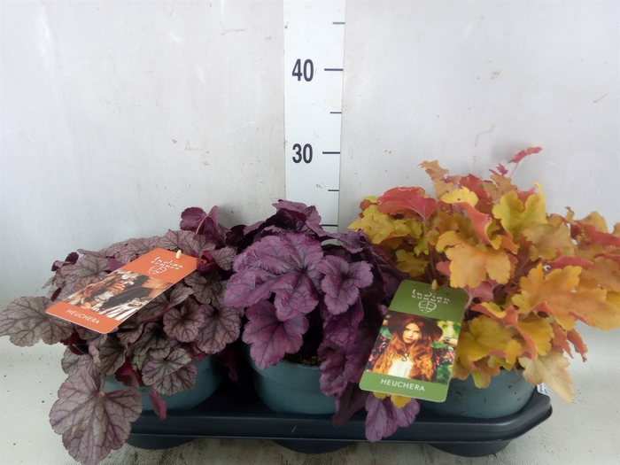 <h4>Heuchera  'Indian Summer'   ...mix</h4>