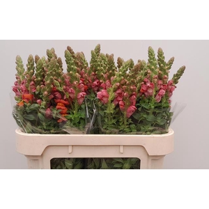 ANTIR AVIGNON D ORAN