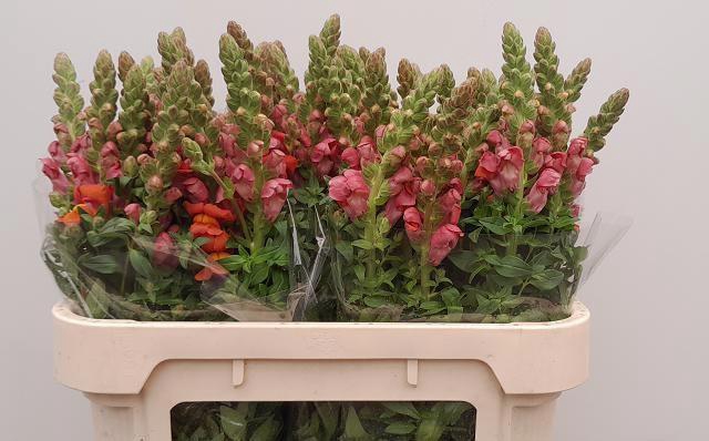 <h4>ANTIR AVIGNON D ORAN</h4>