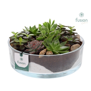 Glazen cilinderschaal met Succulenten