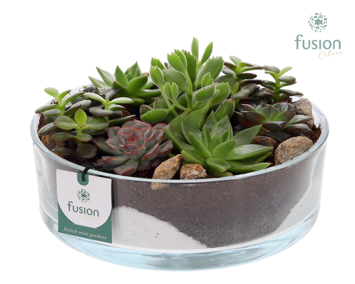 <h4>Glazen cilinderschaal met Succulenten</h4>