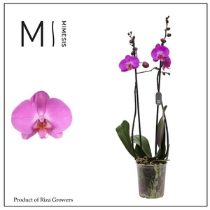 Mimesis Phal. Las Palmas - 2 spike 12cm