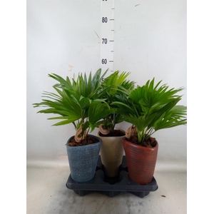 Livistona rotundifolia