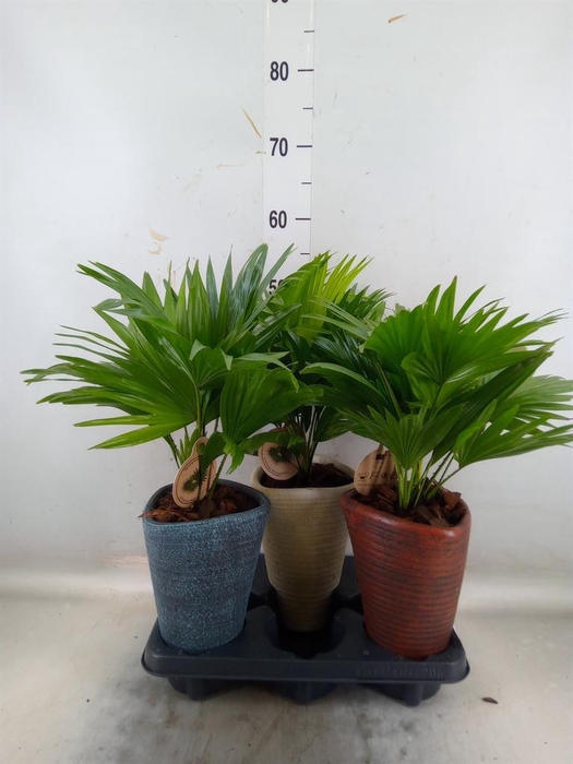 <h4>Livistona rotundifolia</h4>