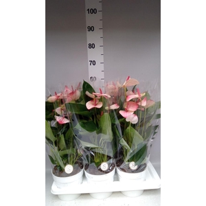 Anthurium andr. 'Mystique'