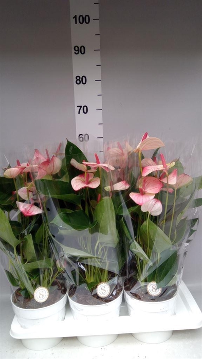 <h4>Anthurium andr. 'Mystique'</h4>