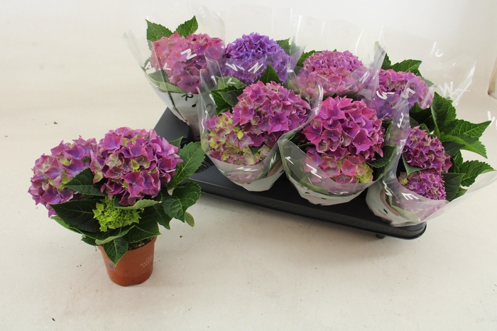 <h4>HYDR M HI OCEAN</h4>