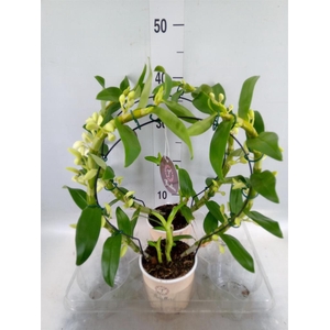 Dendrobium nob. 'StarCla Apollon'
