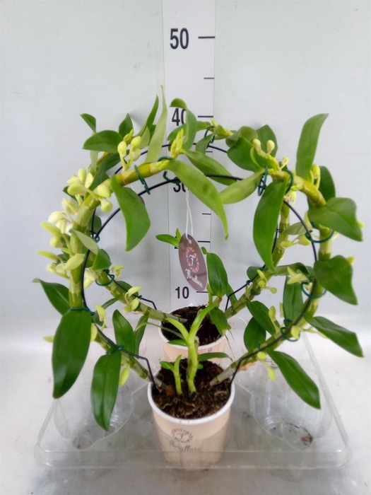 <h4>Dendrobium nob. 'StarCla Apollon'</h4>