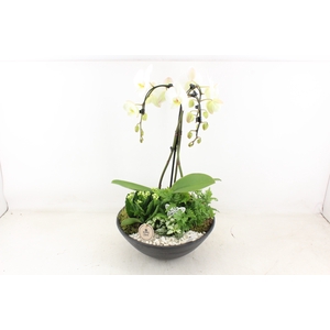 arr2 PL - Ebbi black phal. paraplu wit