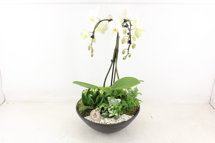 <h4>arr2 PL - Ebbi black phal. paraplu wit</h4>